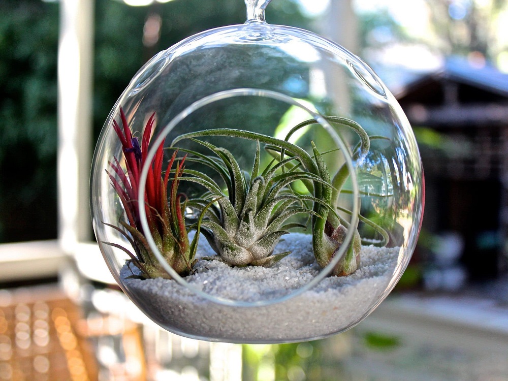 Air Plant Terrarium