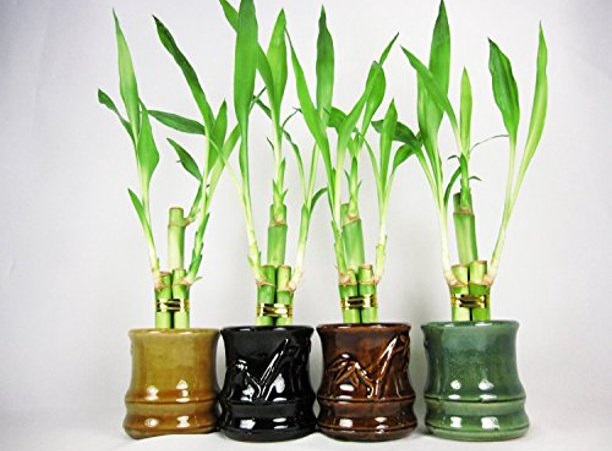 Bamboo Arrangement