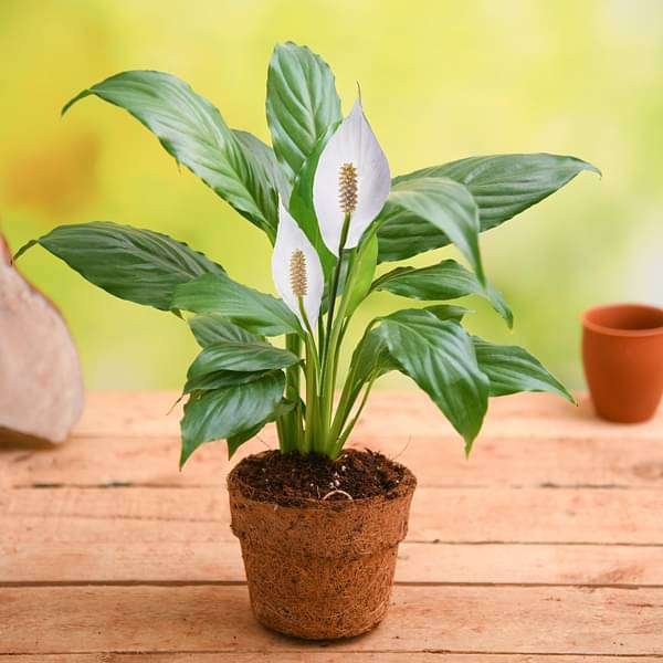 Peace Lily