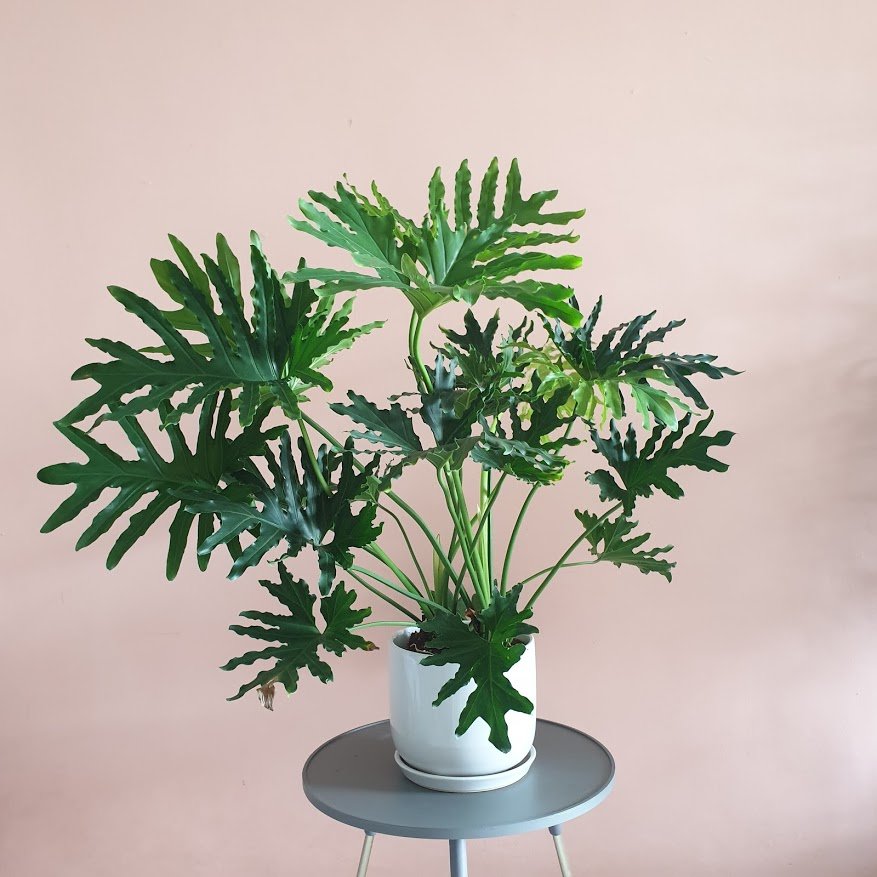 Philodendron