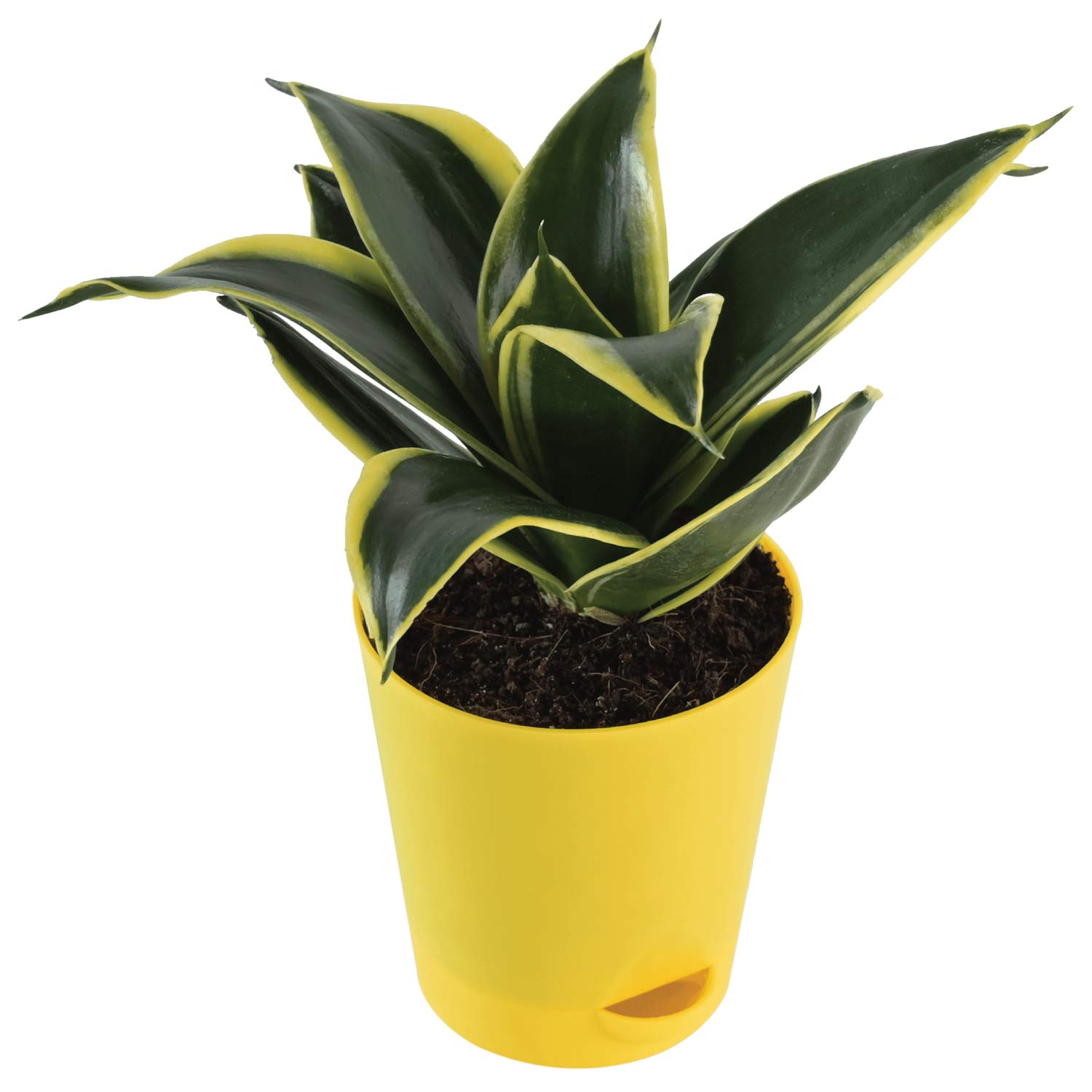 Snake Plant