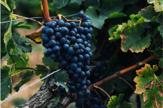 Spain – Twelve grape