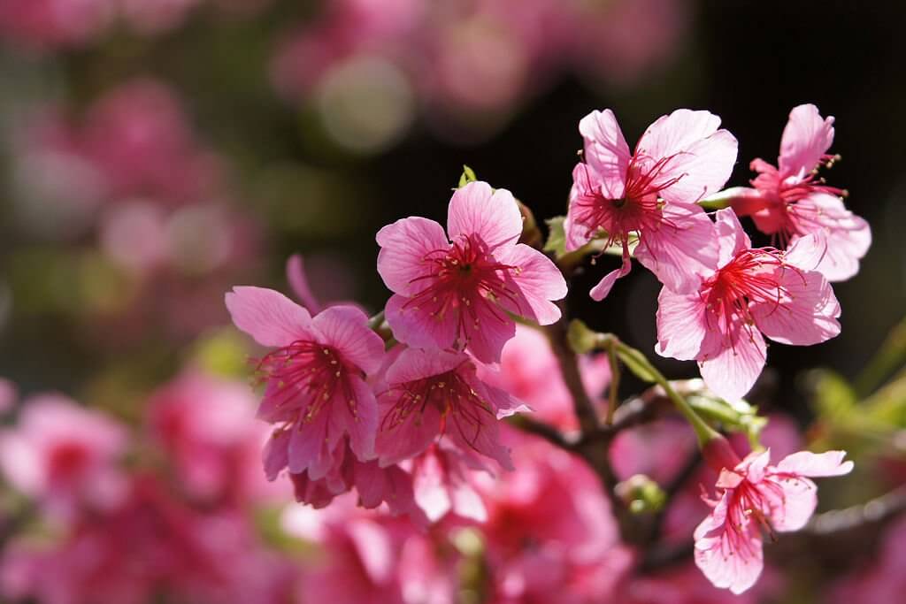 3. Cherry Blossom