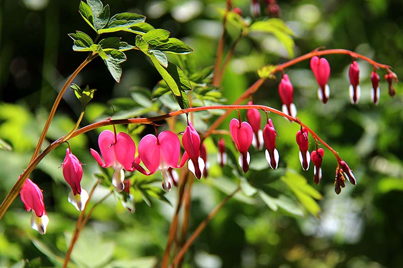 4. Bleeding Heart