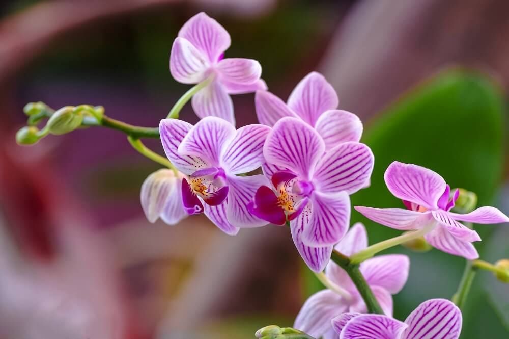 6. Orchid
