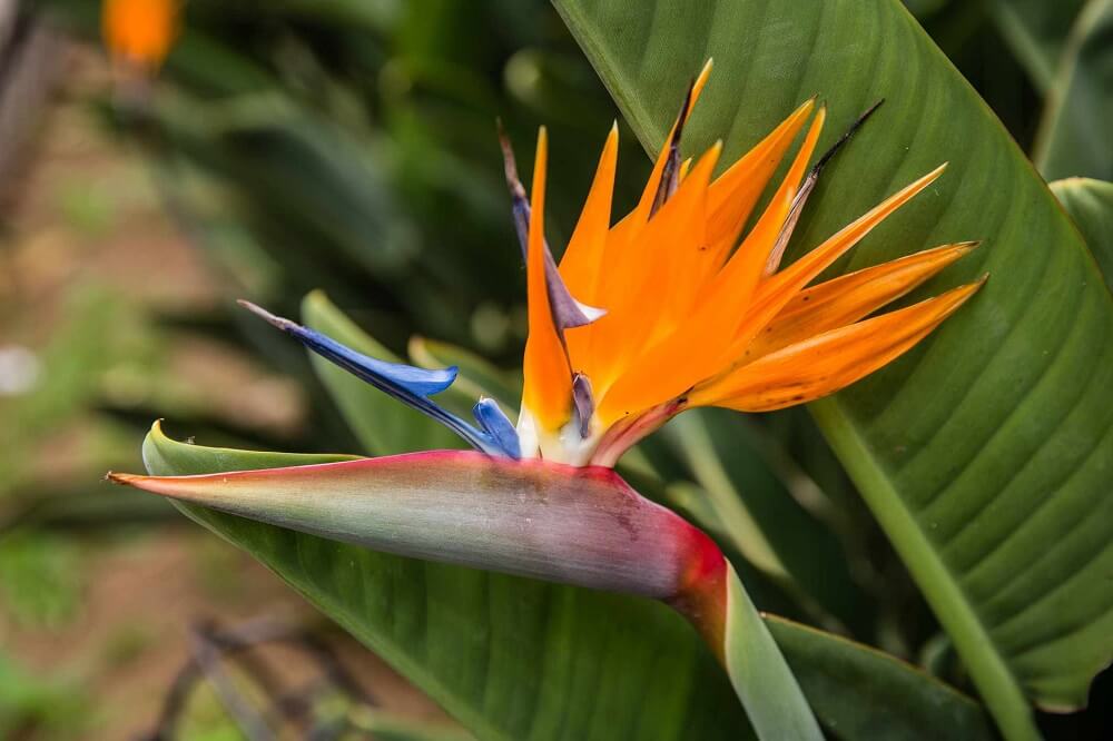 7. Bird of Paradise