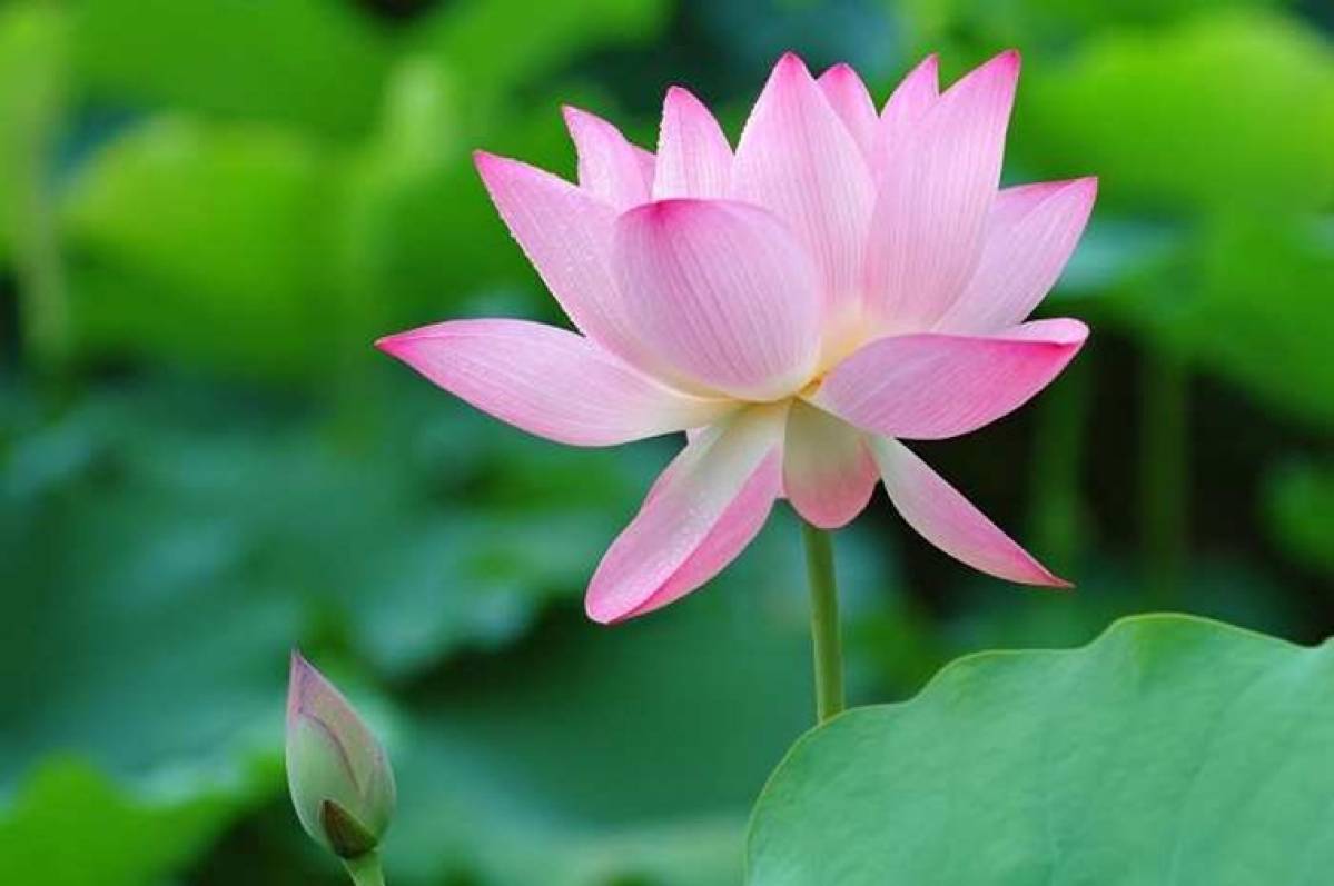 9. Lotus 