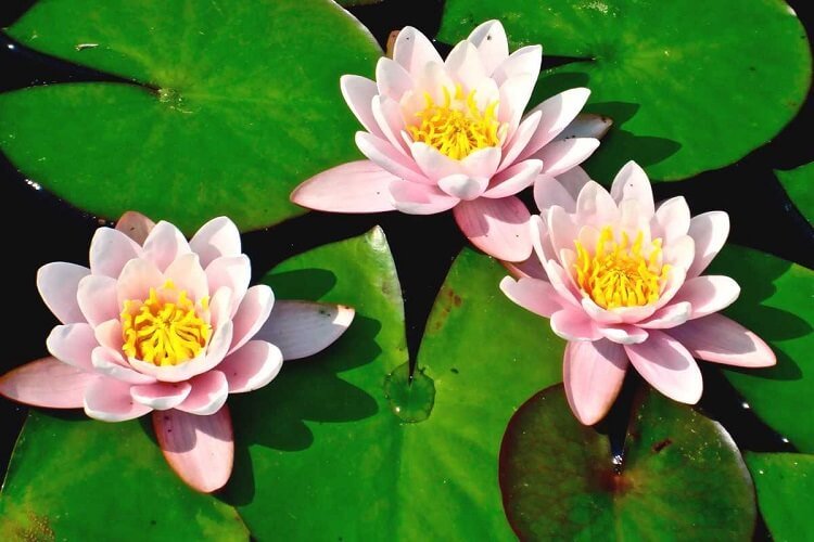 1. Water Lily