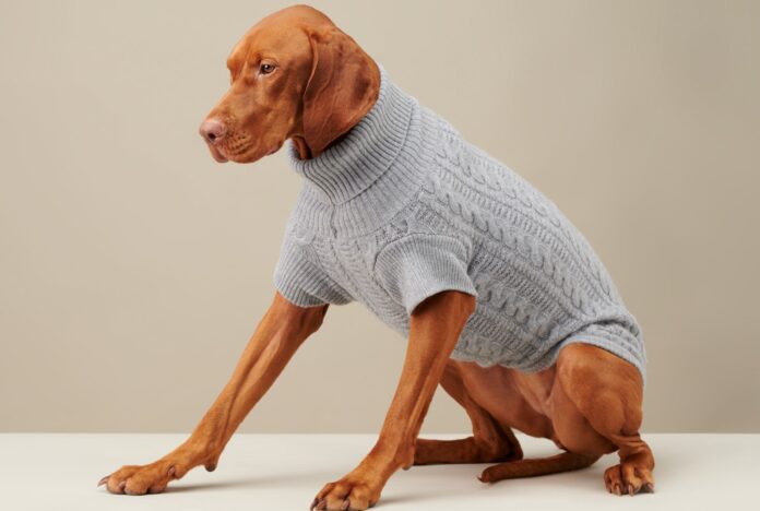 Sweater on a Dog