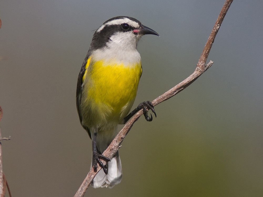 Bananaquit