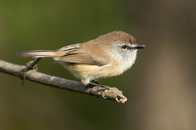 Brown Gerygone