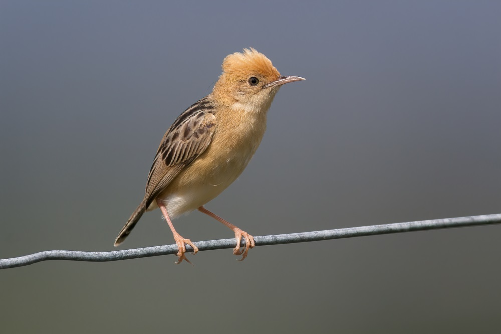 Gold Headed Cisticola