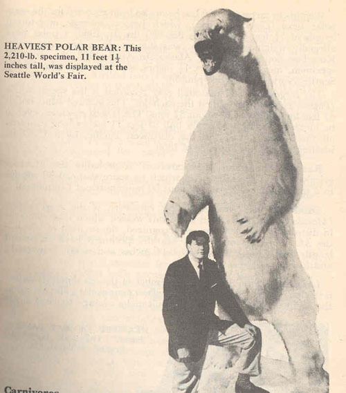 Largest Polar Bear