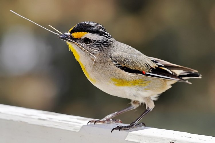 Pardalote