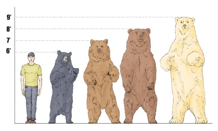 Polar Bear Height How Tall Is A Polar Bear Gentle Wit Polar Bear Height How Tall Is A Polar Bear Gentle Wit