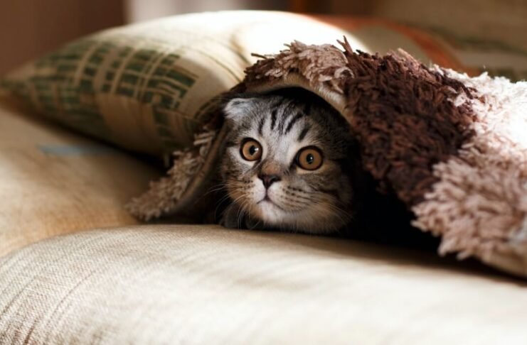 How To Make Moving Easy With Pets?