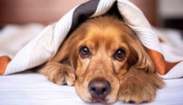 Strategies for Reducing Dog Anxiety