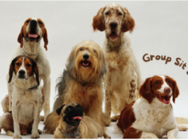 How Does the Group Sit Game Work in Obedience Training for Dogs?