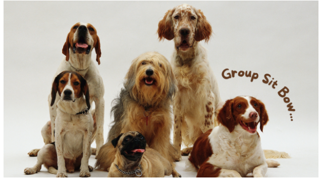 How Does the Group Sit Game Work in Obedience Training for Dogs?